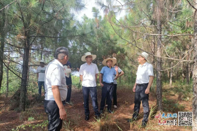 撫州市林業(yè)局局長吳開發(fā)赴崇仁調研林改工作，助力林業(yè)產品銷售升級