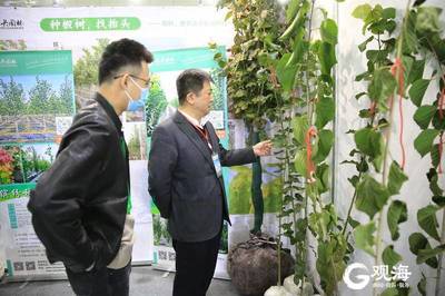 青島林產新名片 融合生態與科技，'青島林品'閃耀中國林交會