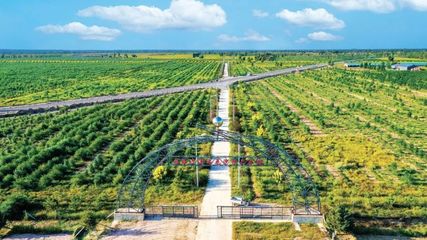 防沙治沙展現美麗中國新容顏——以“三北”工程為代表的我國荒漠化防治成就綜述與林業產品機遇